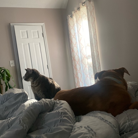 Meet your Posher, Allison - Picture 4 of 6